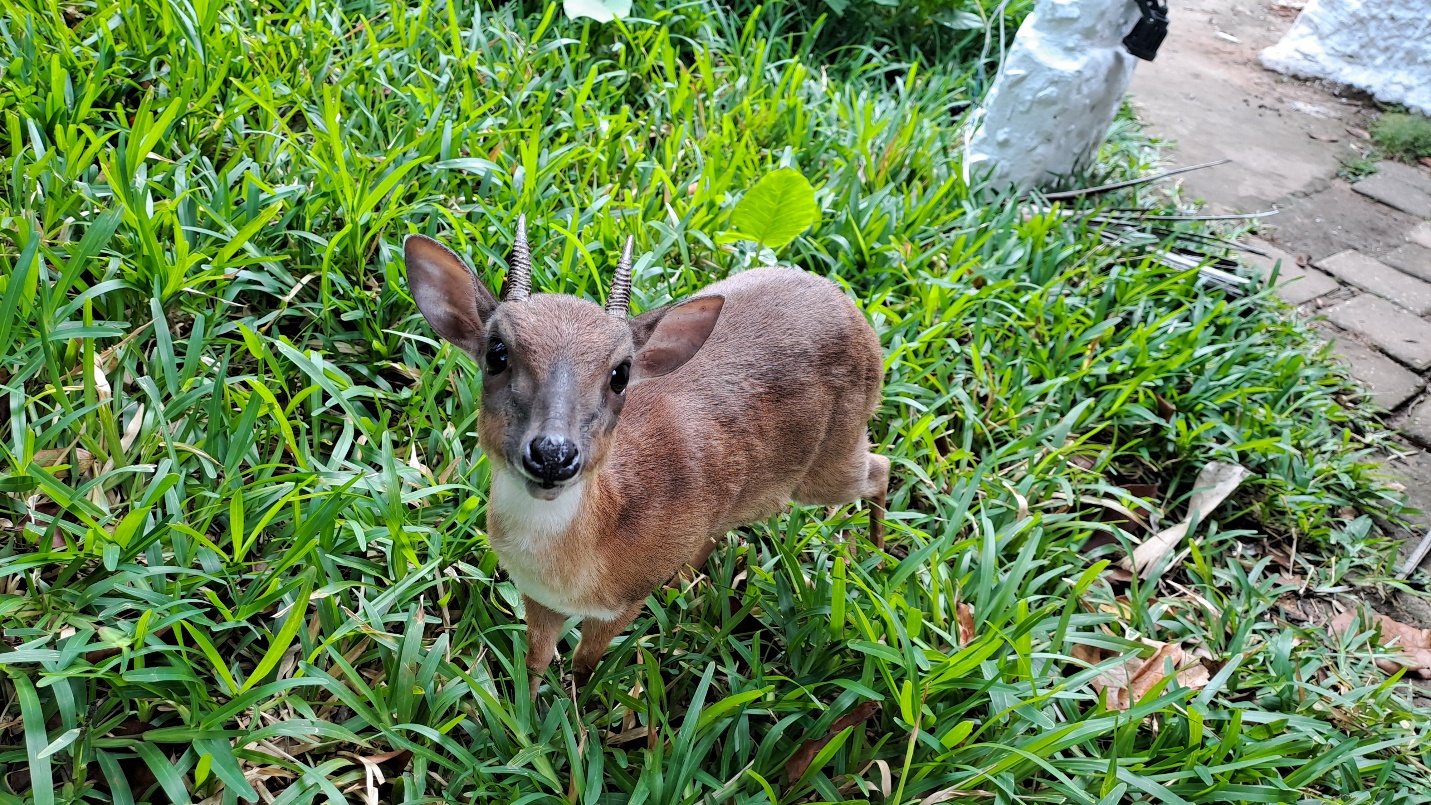 Nungwi mini antilopa